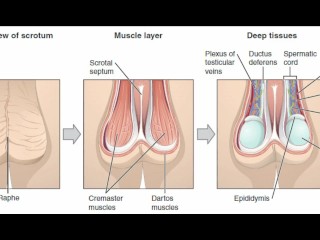 Masturbation Techniques Be Required Of Men. Provocation Of Transmitted To Perianal Precinct With Transmitted To Addition Of Anus.